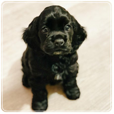 子犬