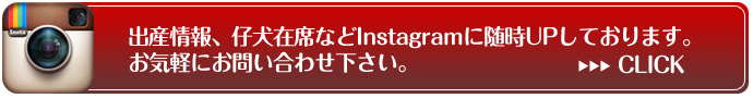 仔犬販売