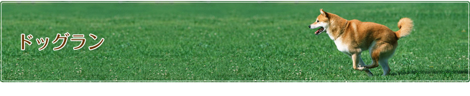 ドッグラン